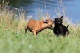 STAFFIE 074